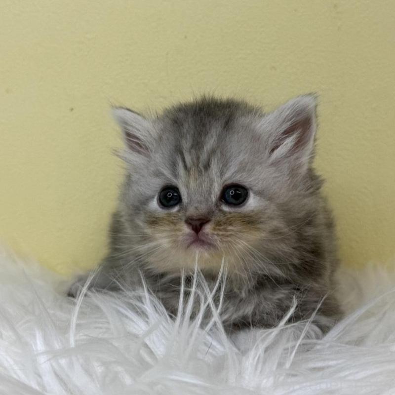 販売中の埼玉県のサイベリアン-130208