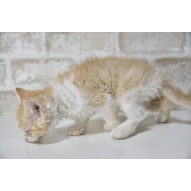 販売中の千葉県のセルカークレックス-130303の10枚目