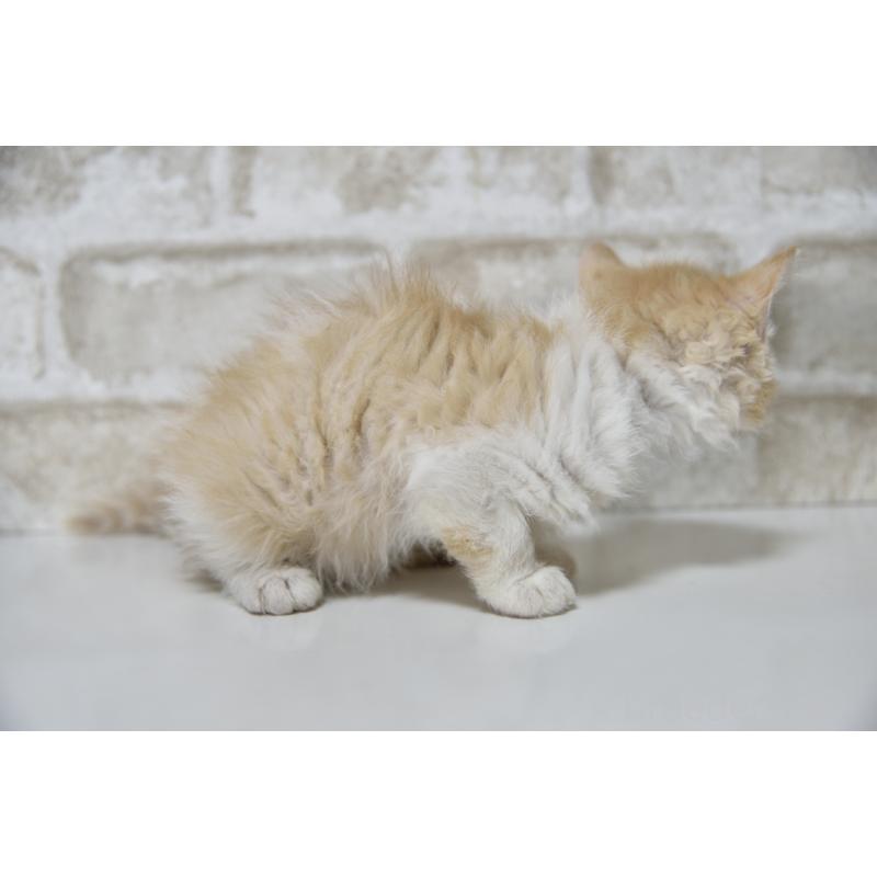 販売中の千葉県のセルカークレックス-130303の9枚目