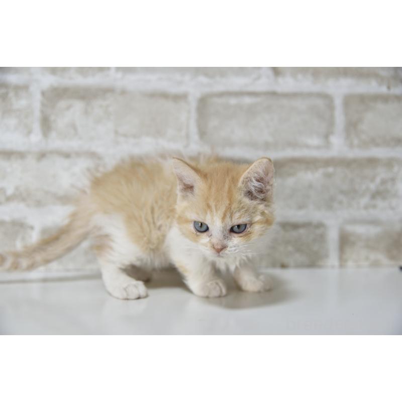 販売中の千葉県のセルカークレックス-130303の8枚目