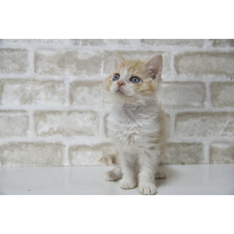 販売中の千葉県のセルカークレックス-130303の7枚目