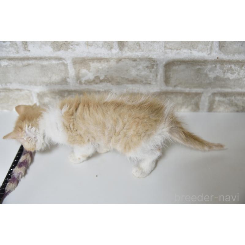 販売中の千葉県のセルカークレックス-130303の6枚目