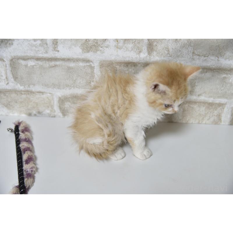 販売中の千葉県のセルカークレックス-130303の5枚目