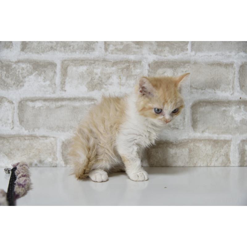 販売中の千葉県のセルカークレックス-130303の4枚目