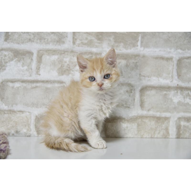 販売中の千葉県のセルカークレックス-130303の3枚目