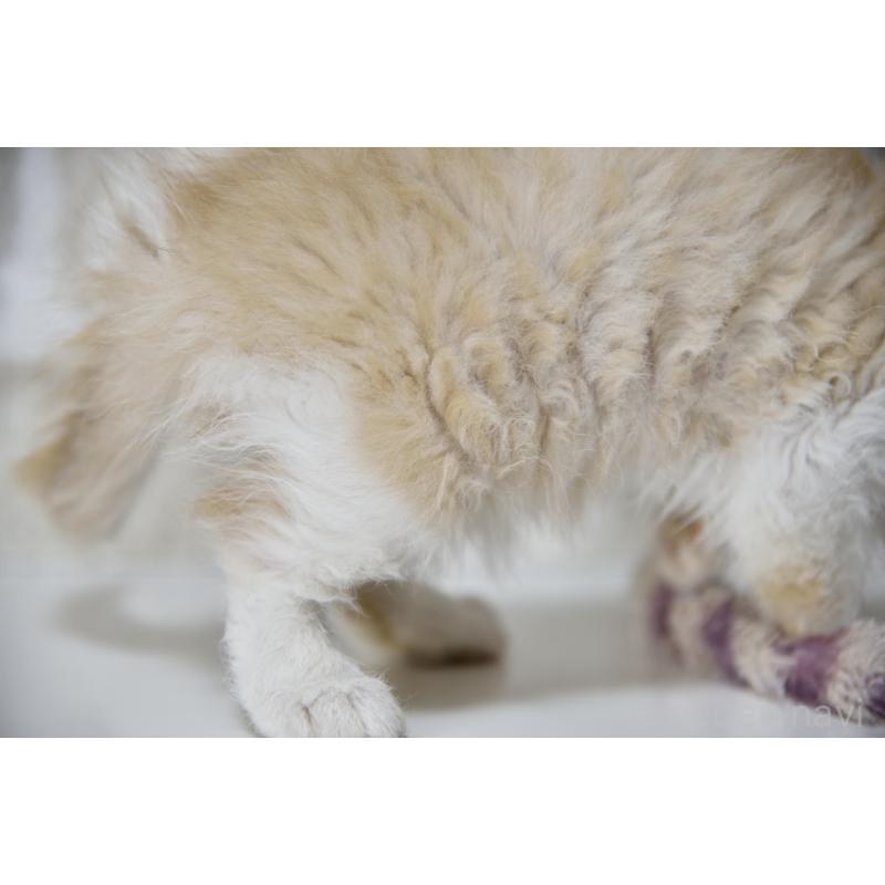 販売中の千葉県のセルカークレックス-130303の2枚目