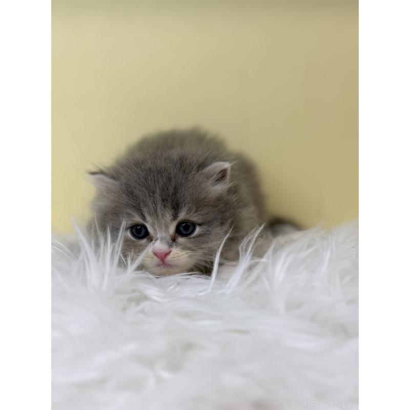 販売中の埼玉県のサイベリアン-130209の4枚目