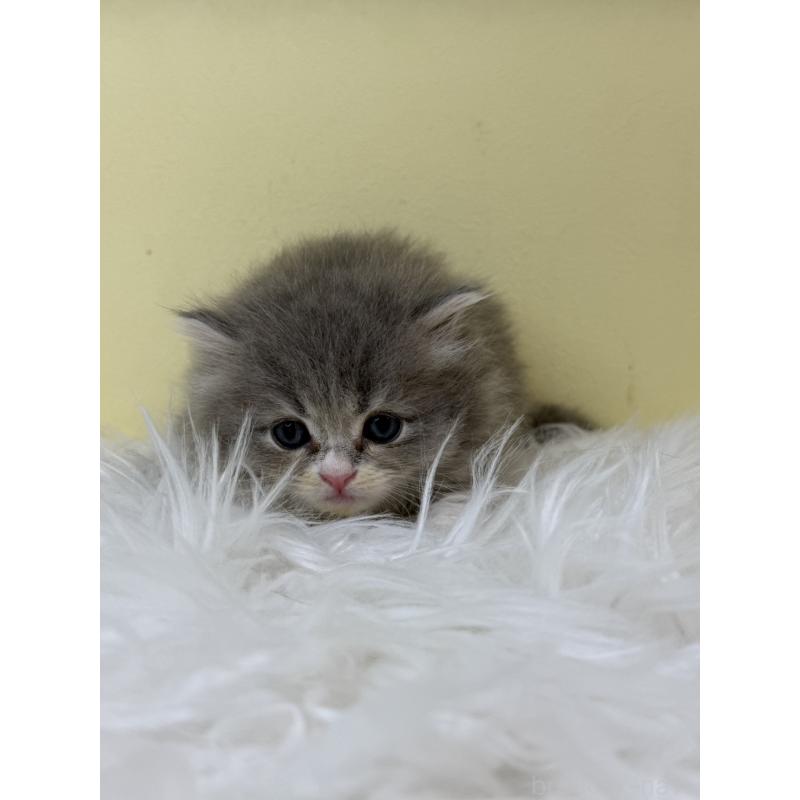 販売中の埼玉県のサイベリアン-130209の3枚目