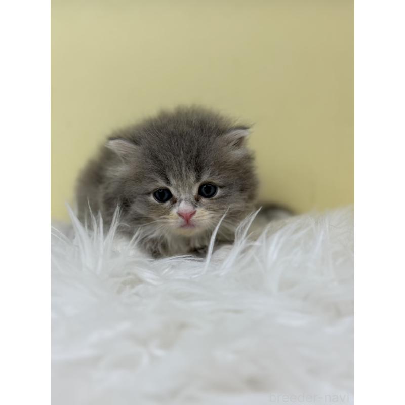 販売中の埼玉県のサイベリアン-130209の2枚目