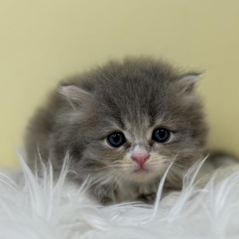 販売中の埼玉県のサイベリアン-130209