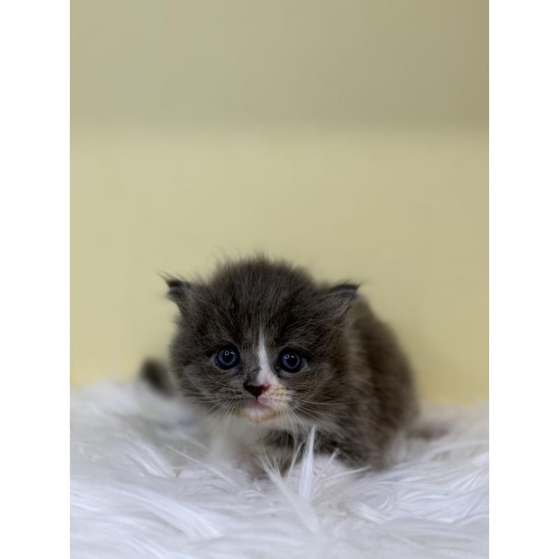 販売中の埼玉県のサイベリアン-130210の4枚目