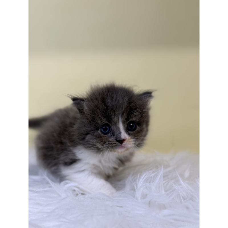 販売中の埼玉県のサイベリアン-130210の3枚目