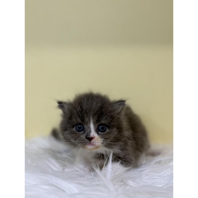 販売中の埼玉県のサイベリアン-130210の2枚目