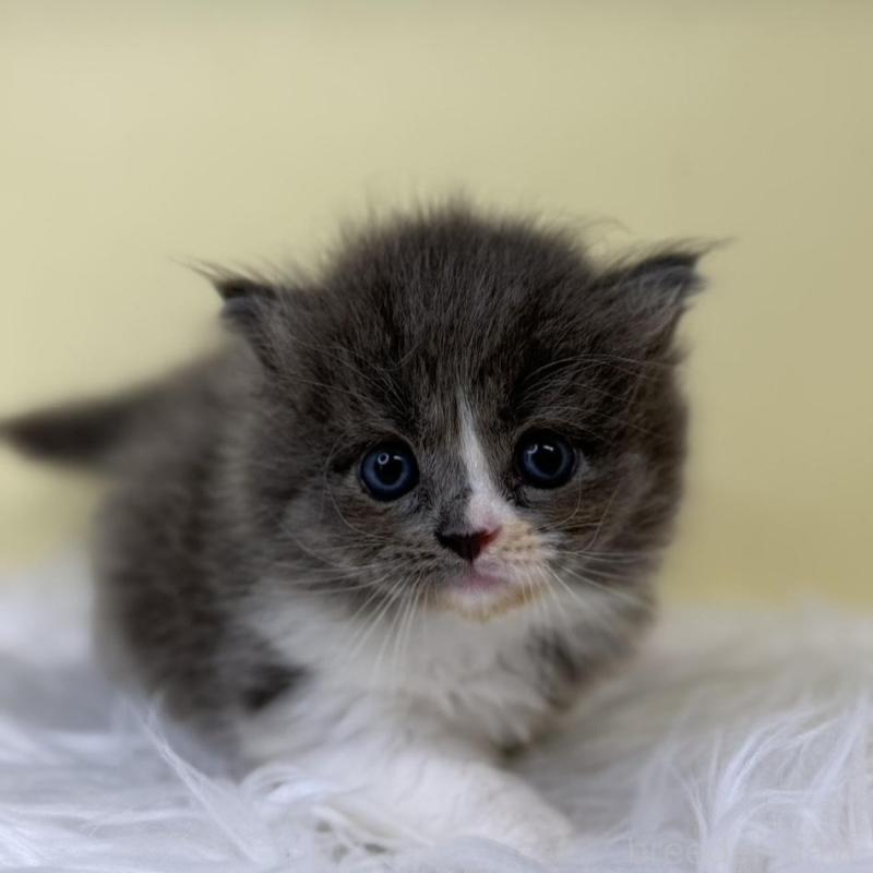 販売中の埼玉県のサイベリアン-130210