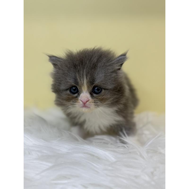 販売中の埼玉県のサイベリアン-130211の3枚目