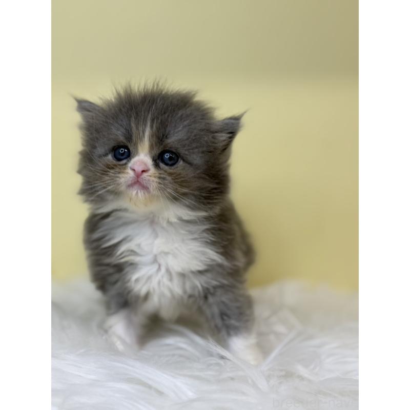 販売中の埼玉県のサイベリアン-130211の4枚目