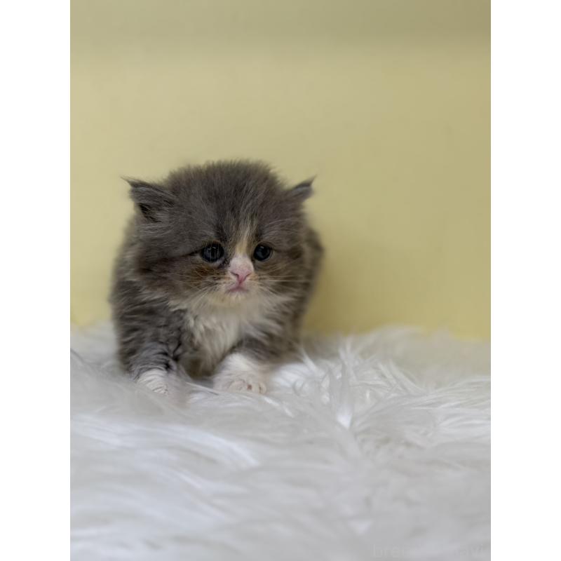 販売中の埼玉県のサイベリアン-130211の2枚目