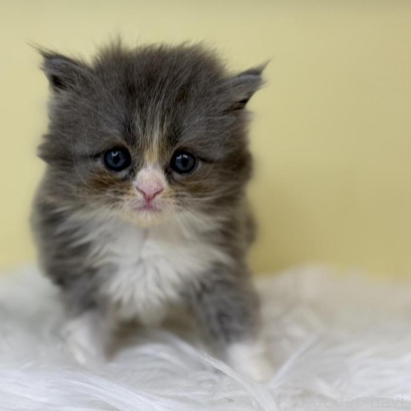 販売中の埼玉県のサイベリアン-130211