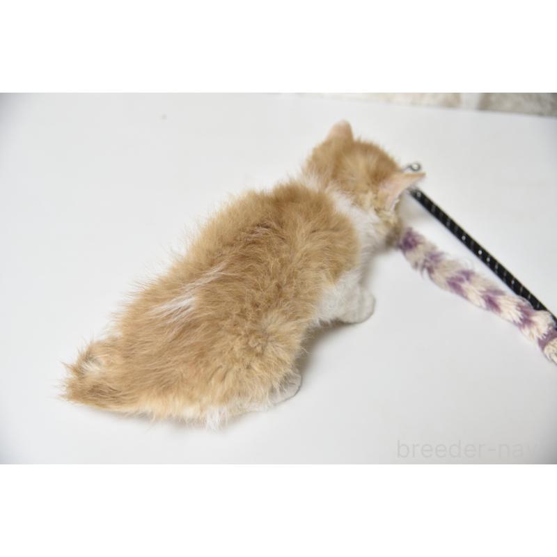 販売中の千葉県のセルカークレックス-130304の10枚目