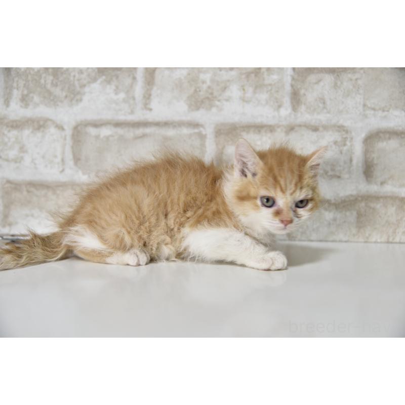 販売中の千葉県のセルカークレックス-130304の8枚目