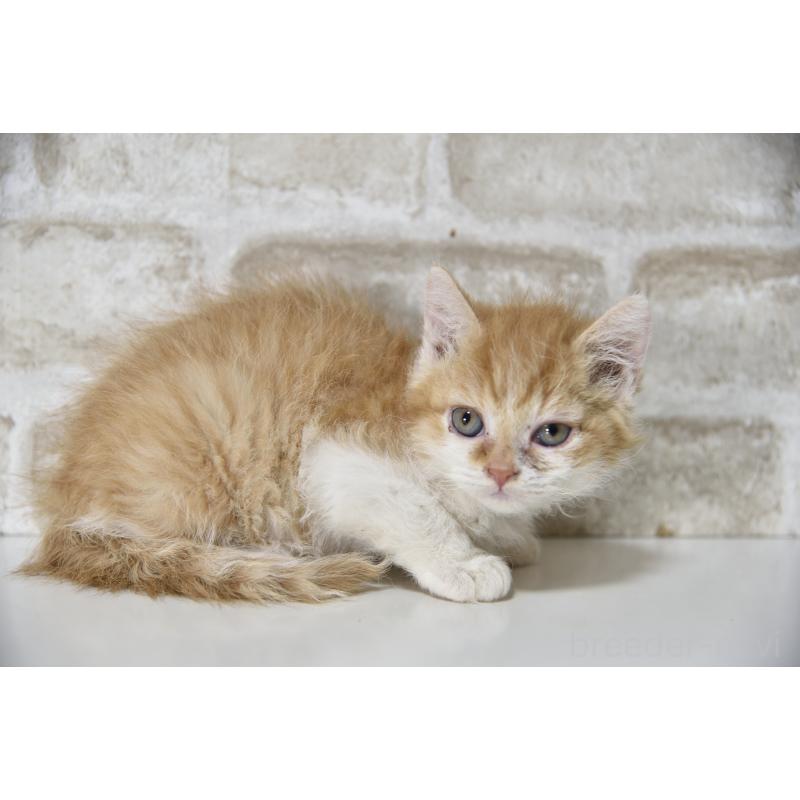 販売中の千葉県のセルカークレックス-130304の9枚目