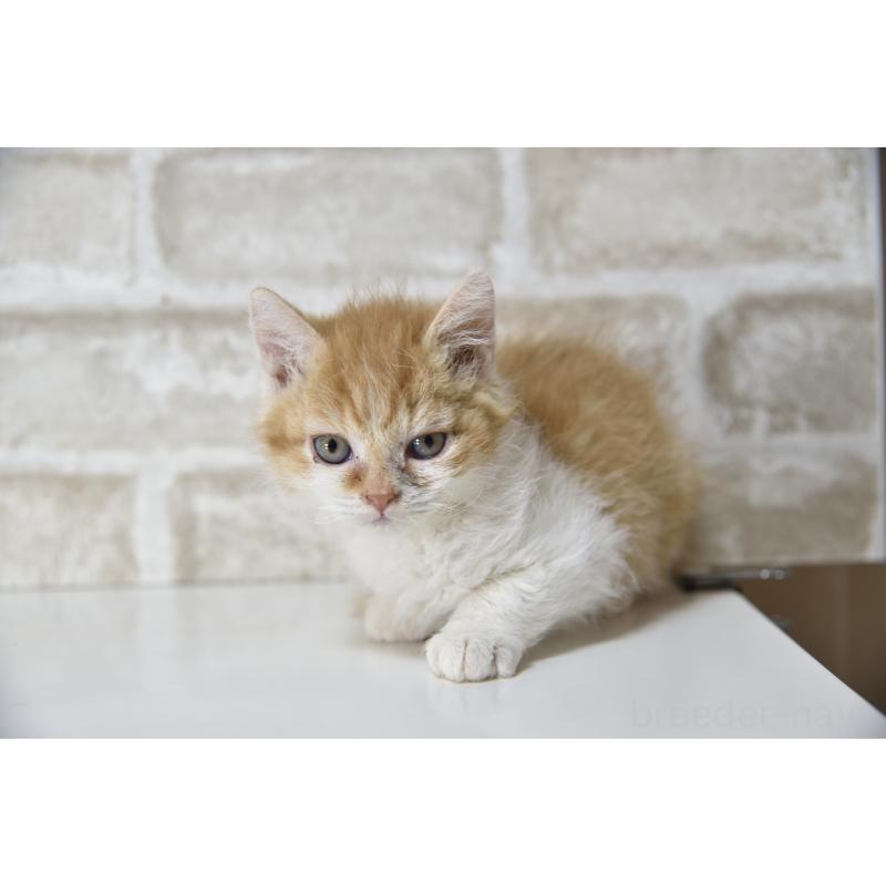 販売中の千葉県のセルカークレックス-130304の7枚目