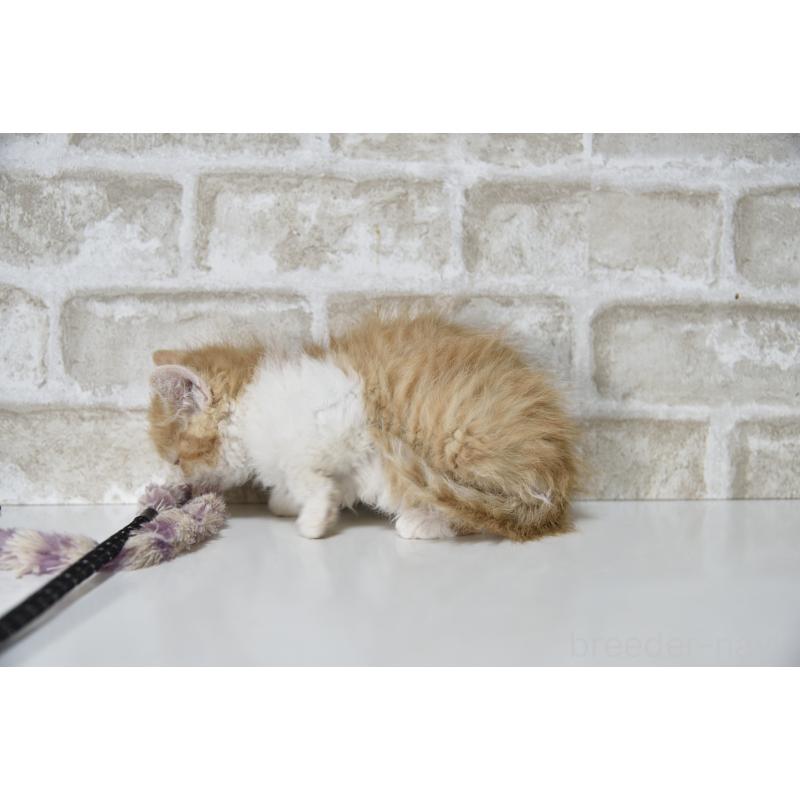 販売中の千葉県のセルカークレックス-130304の5枚目