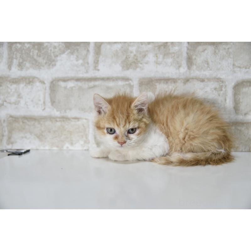 販売中の千葉県のセルカークレックス-130304の6枚目