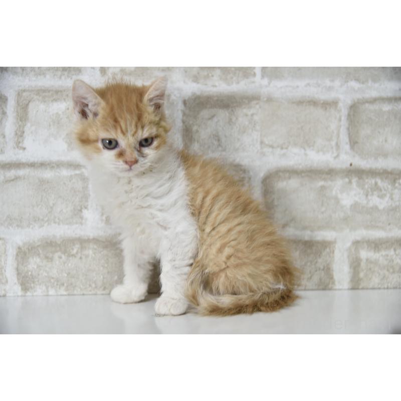 販売中の千葉県のセルカークレックス-130304の4枚目