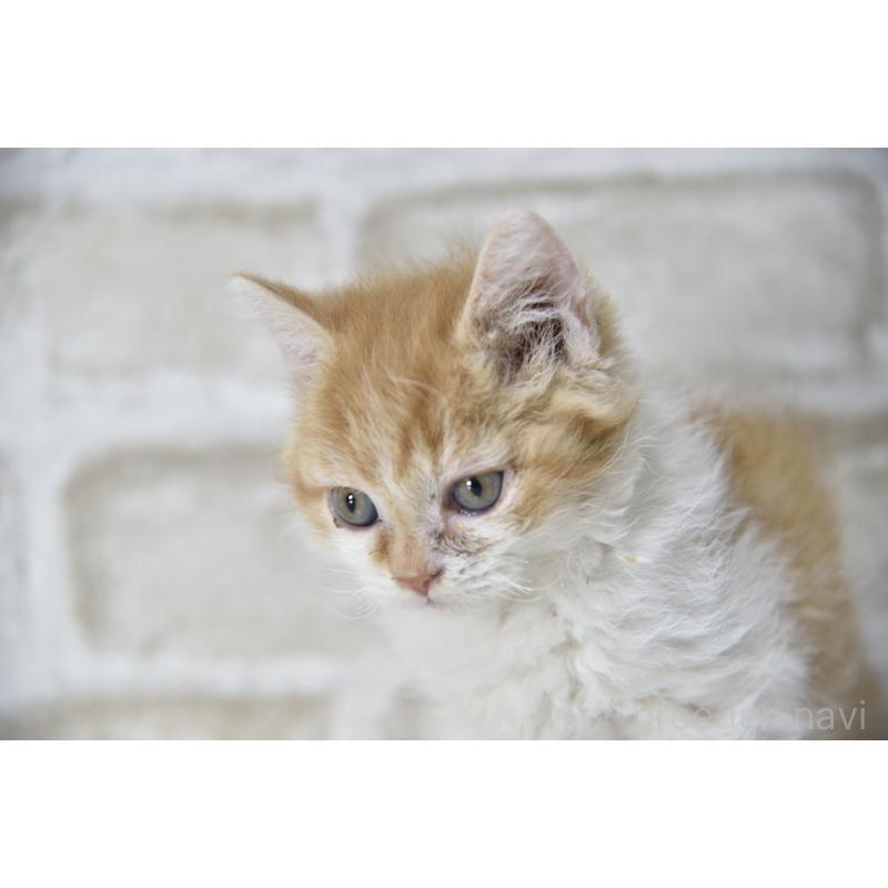 販売中の千葉県のセルカークレックス-130304の2枚目