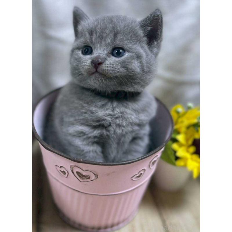 販売中の山口県のシャルトリュー-130305の4枚目