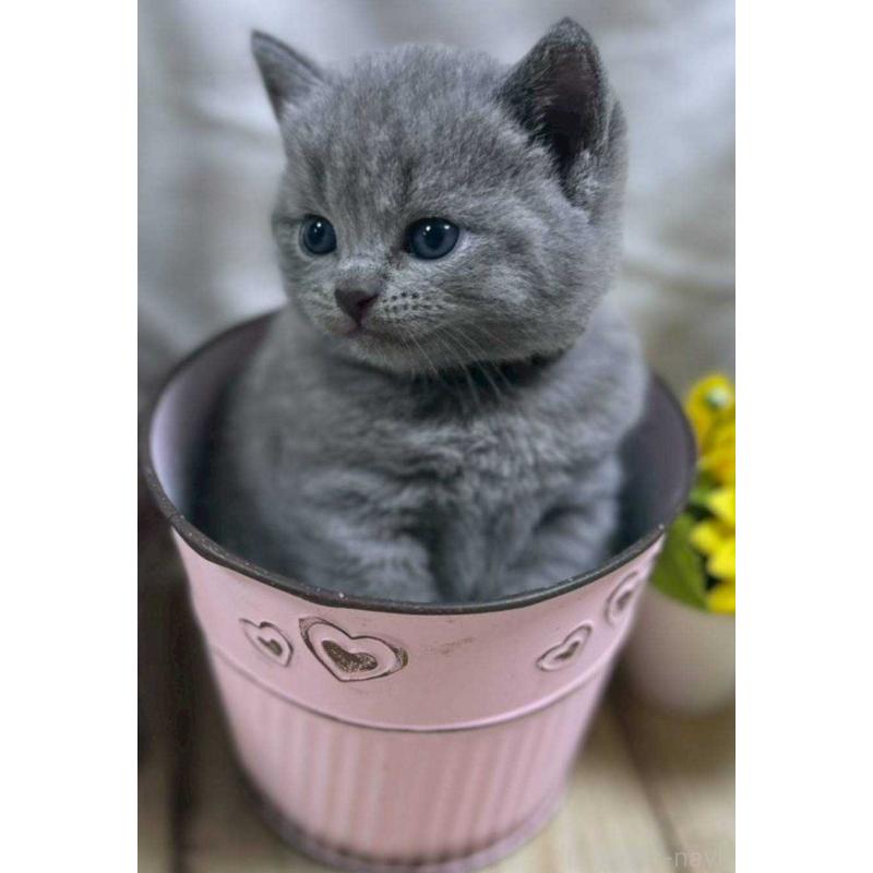 販売中の山口県のシャルトリュー-130305の3枚目