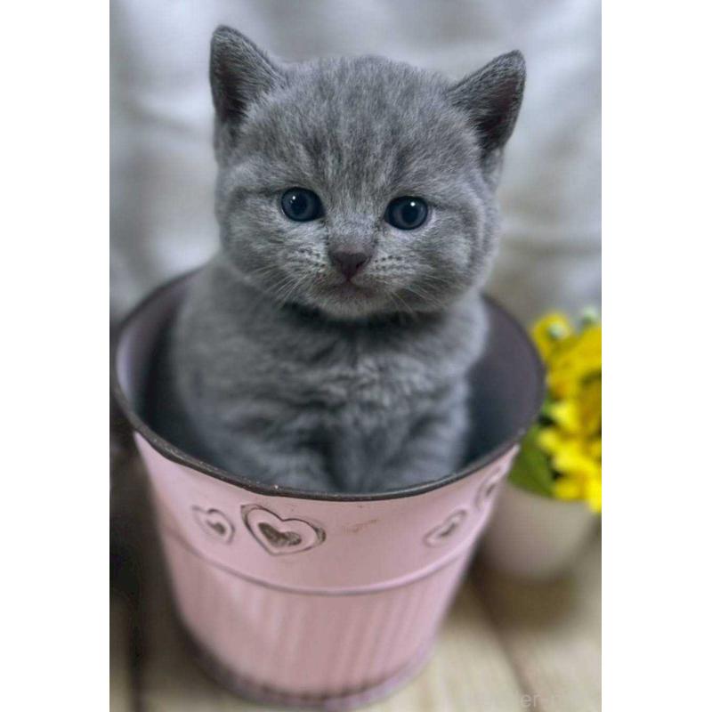 販売中の山口県のシャルトリュー-130305の2枚目