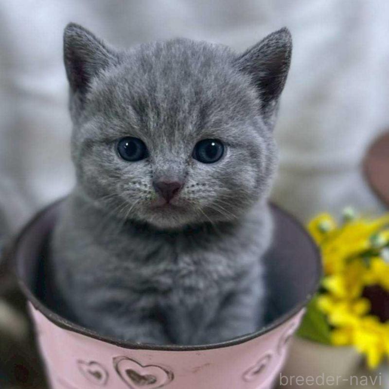 販売中の山口県のシャルトリュー-130305の1枚目