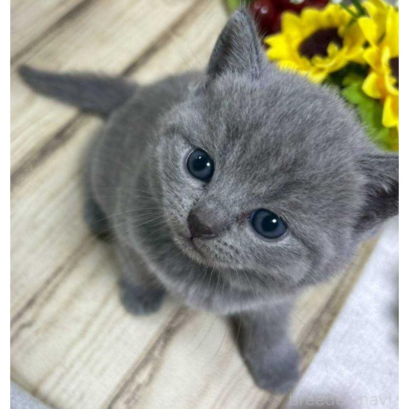 販売中の山口県のシャルトリュー-130306