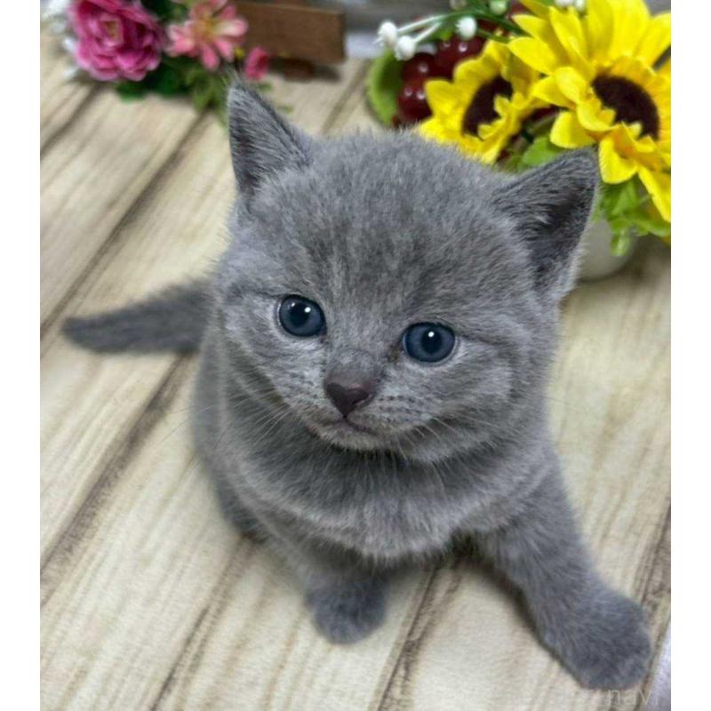 販売中の山口県のシャルトリュー-130306の4枚目