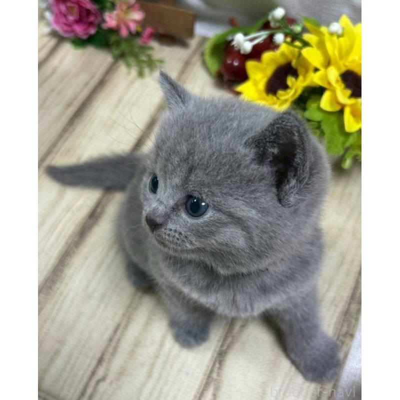 販売中の山口県のシャルトリュー-130306の3枚目