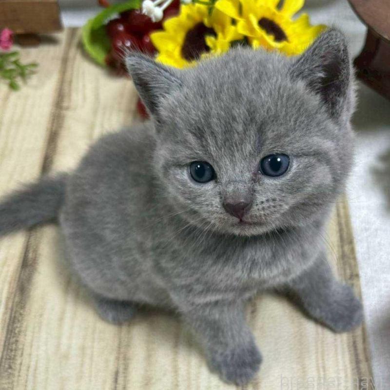 販売中の山口県のシャルトリュー-130306の2枚目