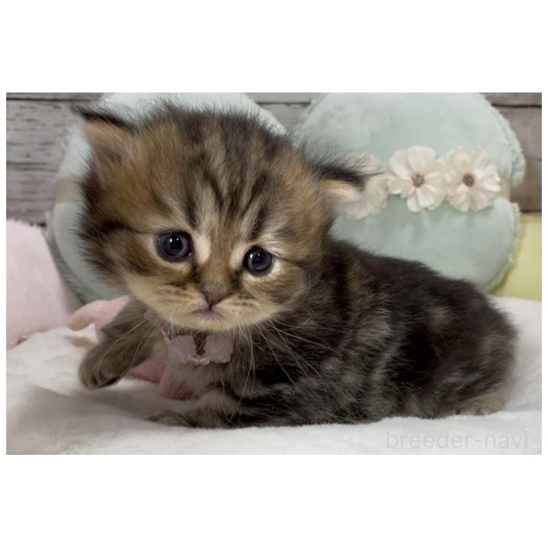 販売中の静岡県のミックス-130307の7枚目