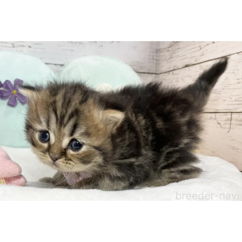 販売中の静岡県のミックス-130307の6枚目