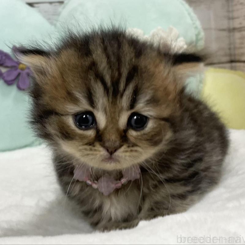 販売中ののミックス-130307