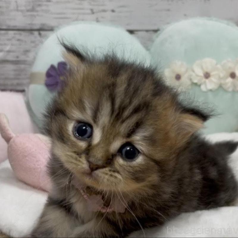 販売中の静岡県のミックス-130307の5枚目