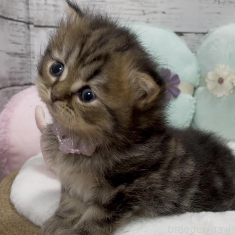 販売中の静岡県のミックス-130307の4枚目