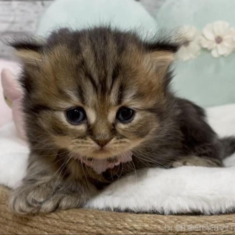 販売中の静岡県のミックス-130307の3枚目