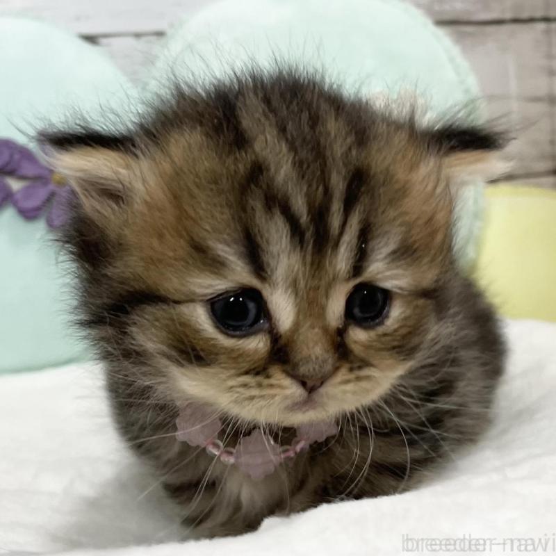 販売中の静岡県のミックス-130307の2枚目