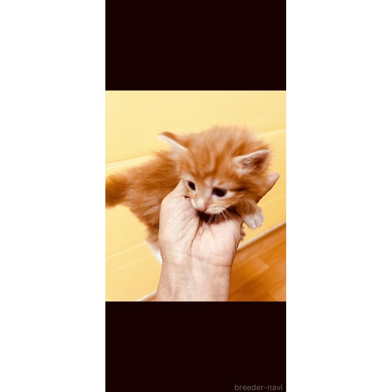 販売中の京都府のメインクーン-130297の3枚目