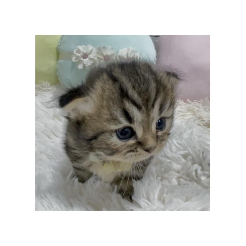 販売中の静岡県のミックス-130308の8枚目