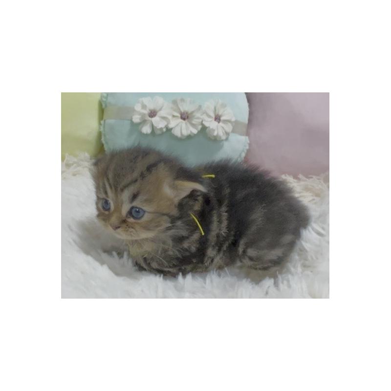 販売中の静岡県のミックス-130308の7枚目