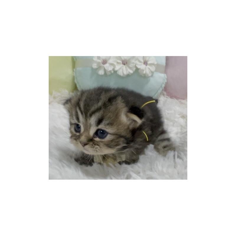 販売中の静岡県のミックス-130308の5枚目