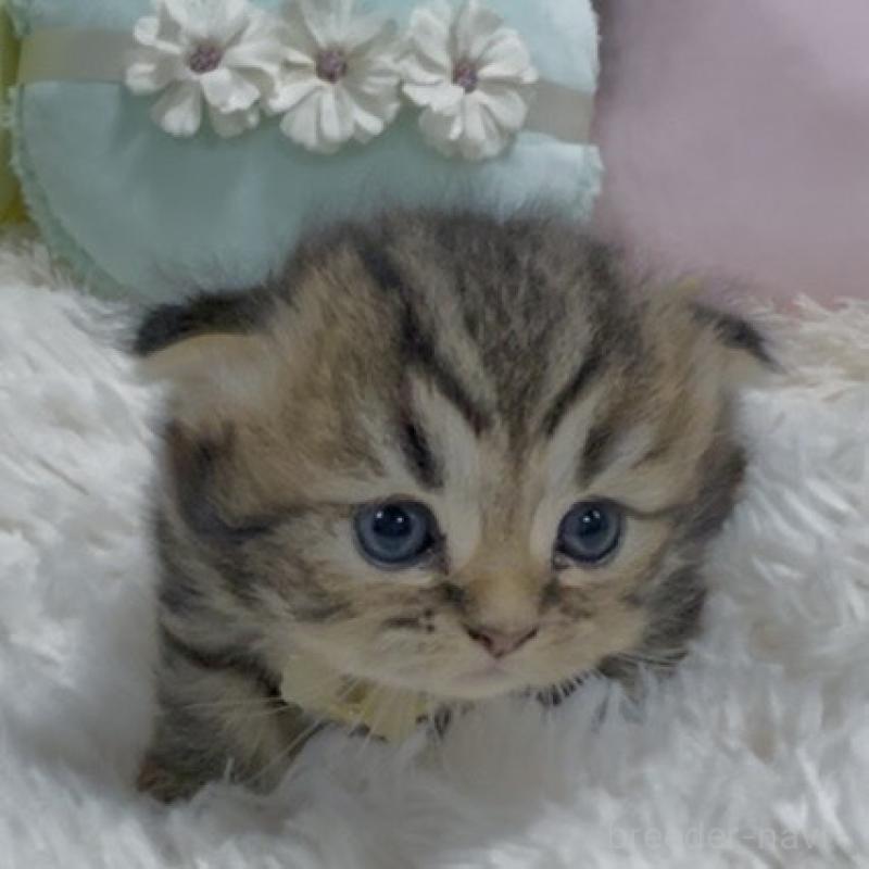 販売中の静岡県のミックス-130308の6枚目